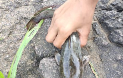 ठाणे जिल्ह्यातील अवेध्य मंगुर मत्स्योत्पादनाला कोणाचे संरक्षण ?<br>– मनसेने उपस्थित केला सवाल